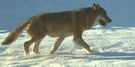 Har påvist 69-73 ulver i Norge
